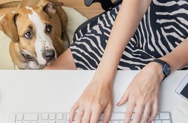 Incorporating an Office Dog Into Your Workspace
