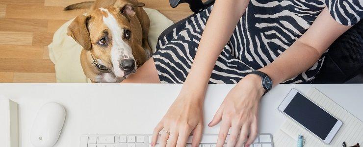 Incorporating an Office Dog Into Your Workspace